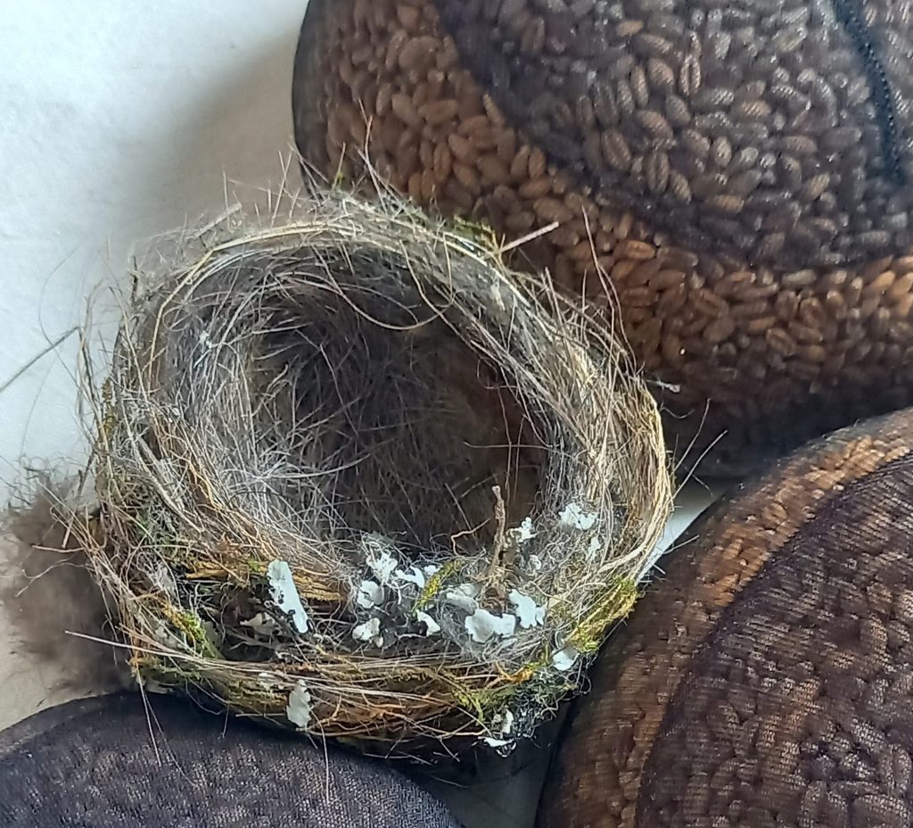 nid exposition albane paillard brunet artiste lentilles oiseau
