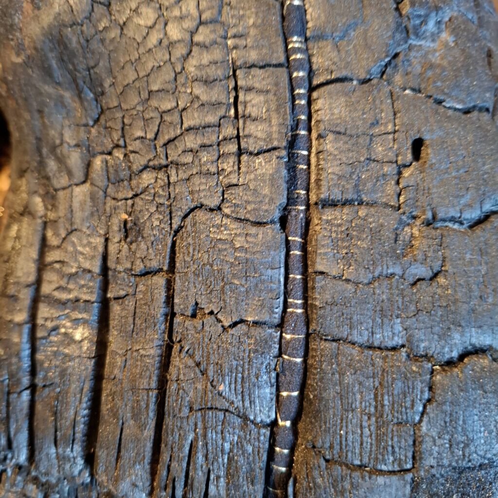 Frêne calciné, recousu de fil d'or. Détail de l'installation Ancrage, château de la Veyrie, Bernin, automne 2025 par l'artiste Albane Paillard-Brunet