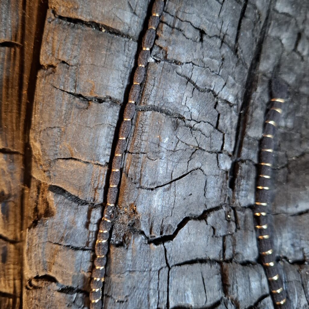 Frêne calciné, recousu de fil d'or. Détail de l'installation Ancrage, château de la Veyrie, Bernin, automne 2025 par l'artiste Albane Paillard-Brunet