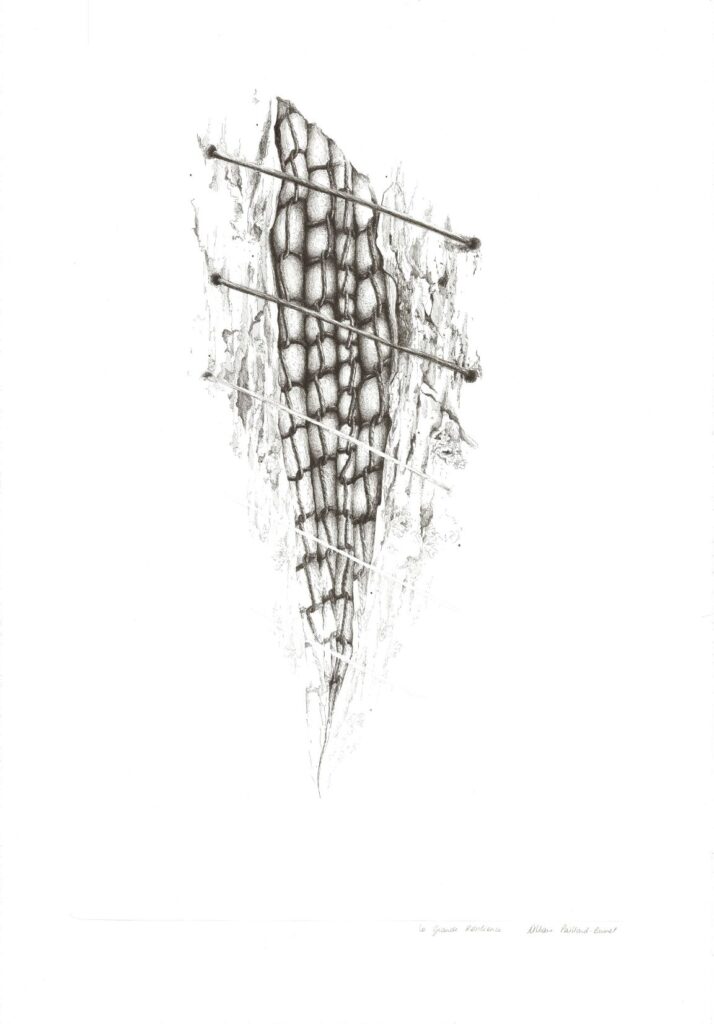Dessin La grande résilience par Albane Paillard-Brunet