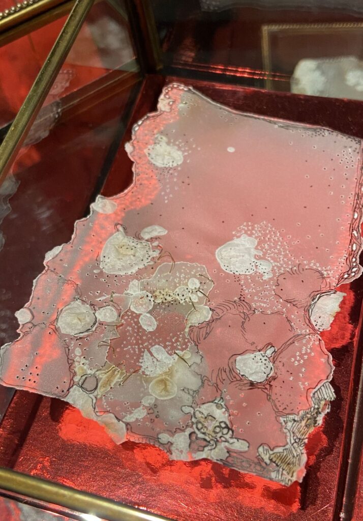 Fragment-de-membrane-peau-par-Albane-Paillard-Brunet